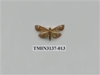 藏品(螟蛾265)的圖片